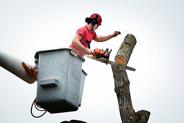 Best Tree Health Inspection  in Mentone, IN