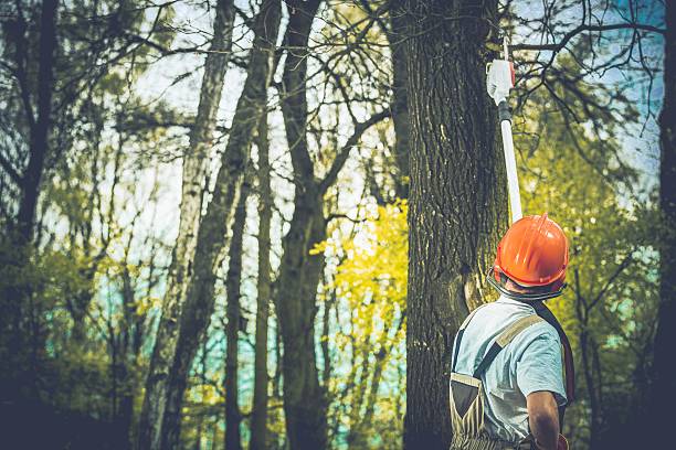 How Our Tree Care Process Works  in  Mentone, IN